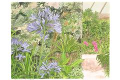 Agapanthus