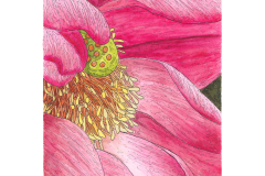 Pink in Bloom
