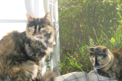 Baby Lilly Chippy page 109