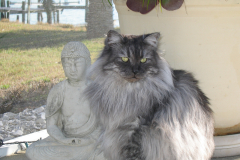 Festivus Magnificus page 229