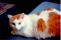 Irish the Leftover Tom page 35