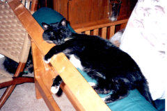 Mr. Jimmie Mittens Jr. page 37