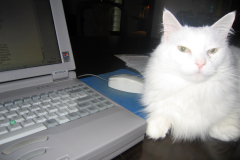 Snowman the Showman page 149